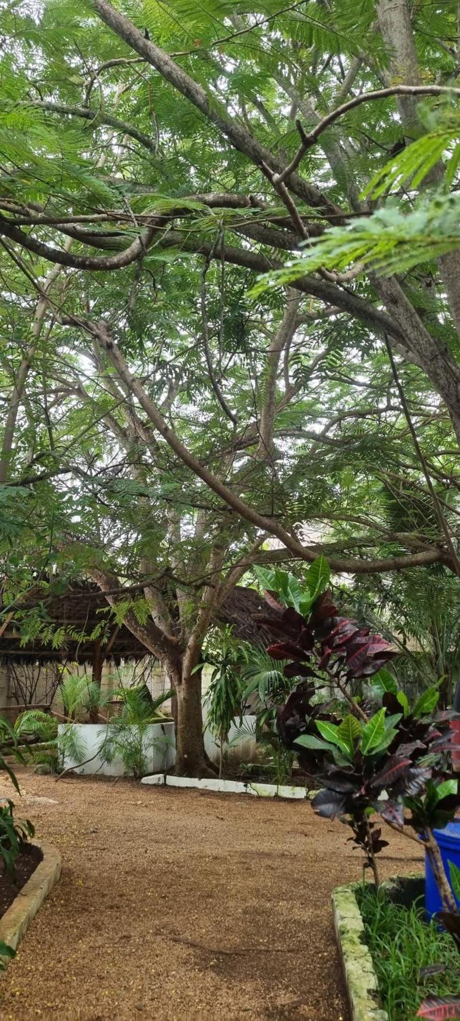Pasa Lodge Zanzibar Nungwi Dış mekan fotoğraf